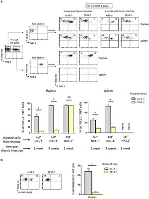 Cortical Thymocytes Along With Their Selecting Ligands Are Required for the Further Thymic Maturation of NKT Cells in Mice